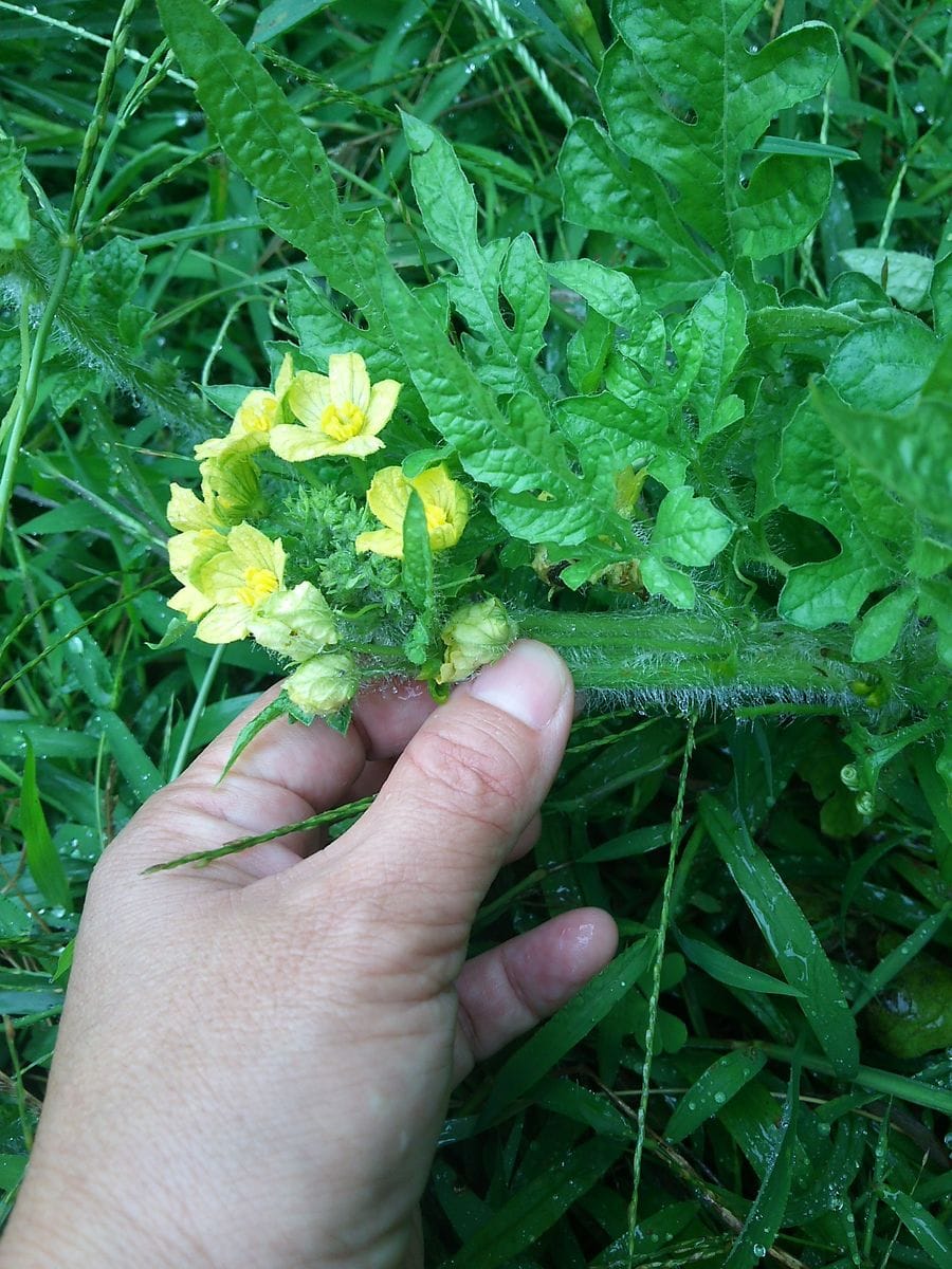 スイカの茎が綴化してます🍉 スイカの綴化って珍しいのかな？