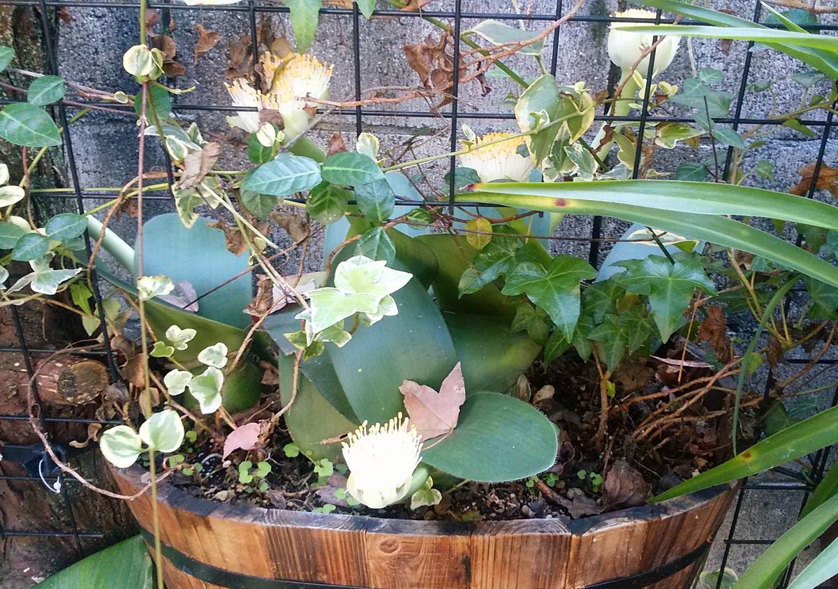 花が咲いた "マユハケオモト" (5) 塀を隠すための緑のカーテン寄せ植えの一部です。 