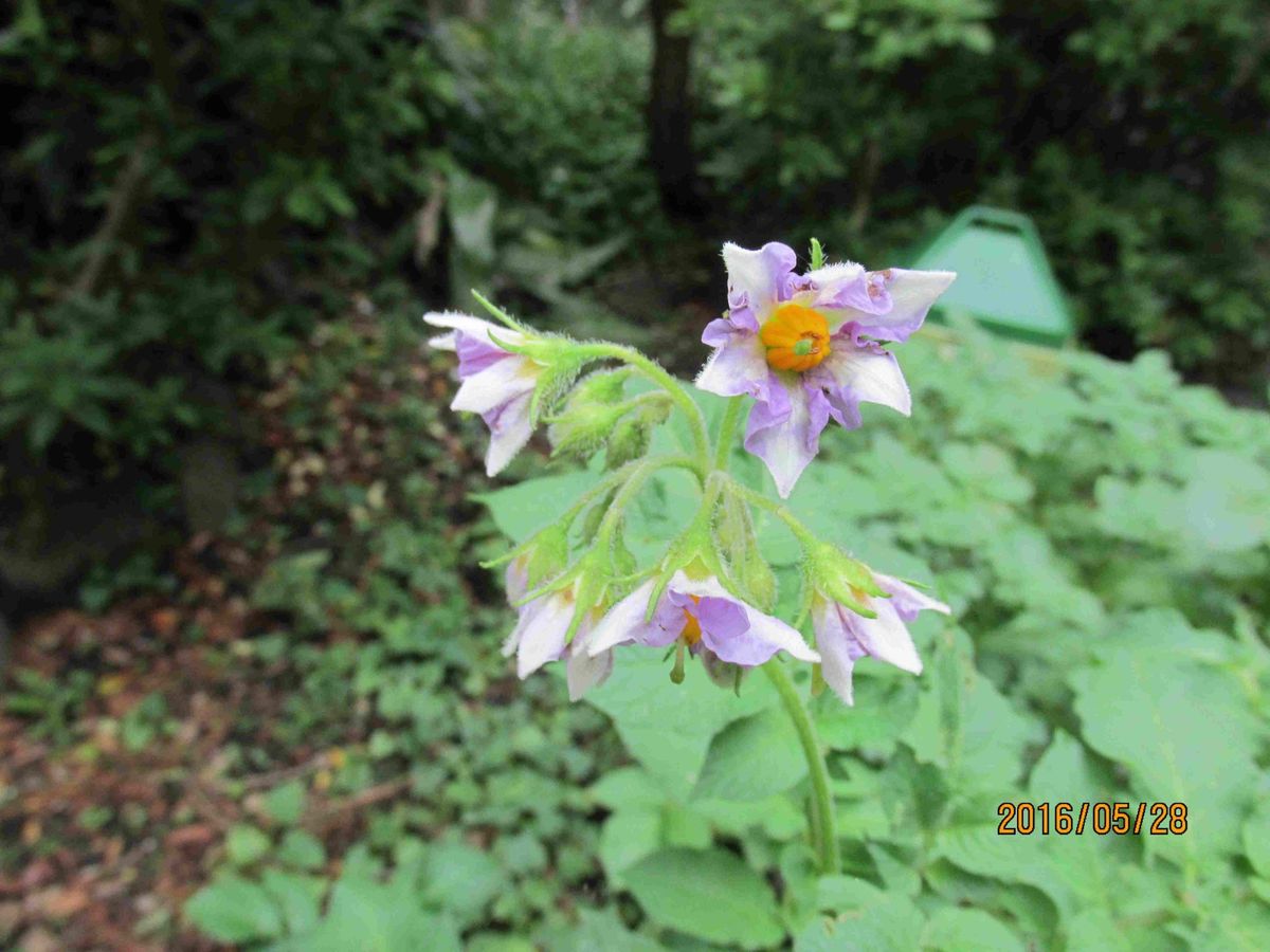 ジャガイモの花 紫色 ジャガイモの品 じゃがいもの花 のアルバム みんなの趣味の園芸