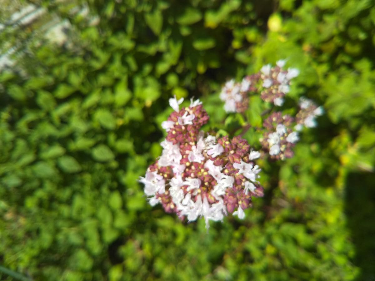オレガノ（ハーブ）の写真 by 3nyan オレガノの花が咲きました 2019/06/23