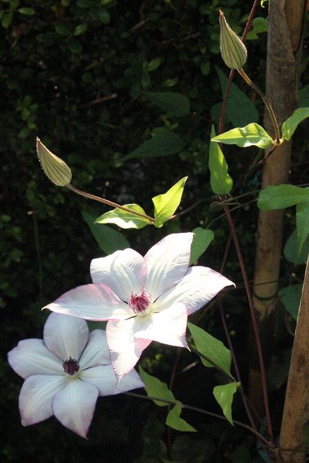  クレマチス 切り戻して今年2度目の花 切り戻す時期が悪かったので暑い時に咲くことに