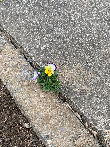 こぼれ種からの自生のビオラ 種取して蒔いてもなかなか芽が出ないのに・・ 自然はすご