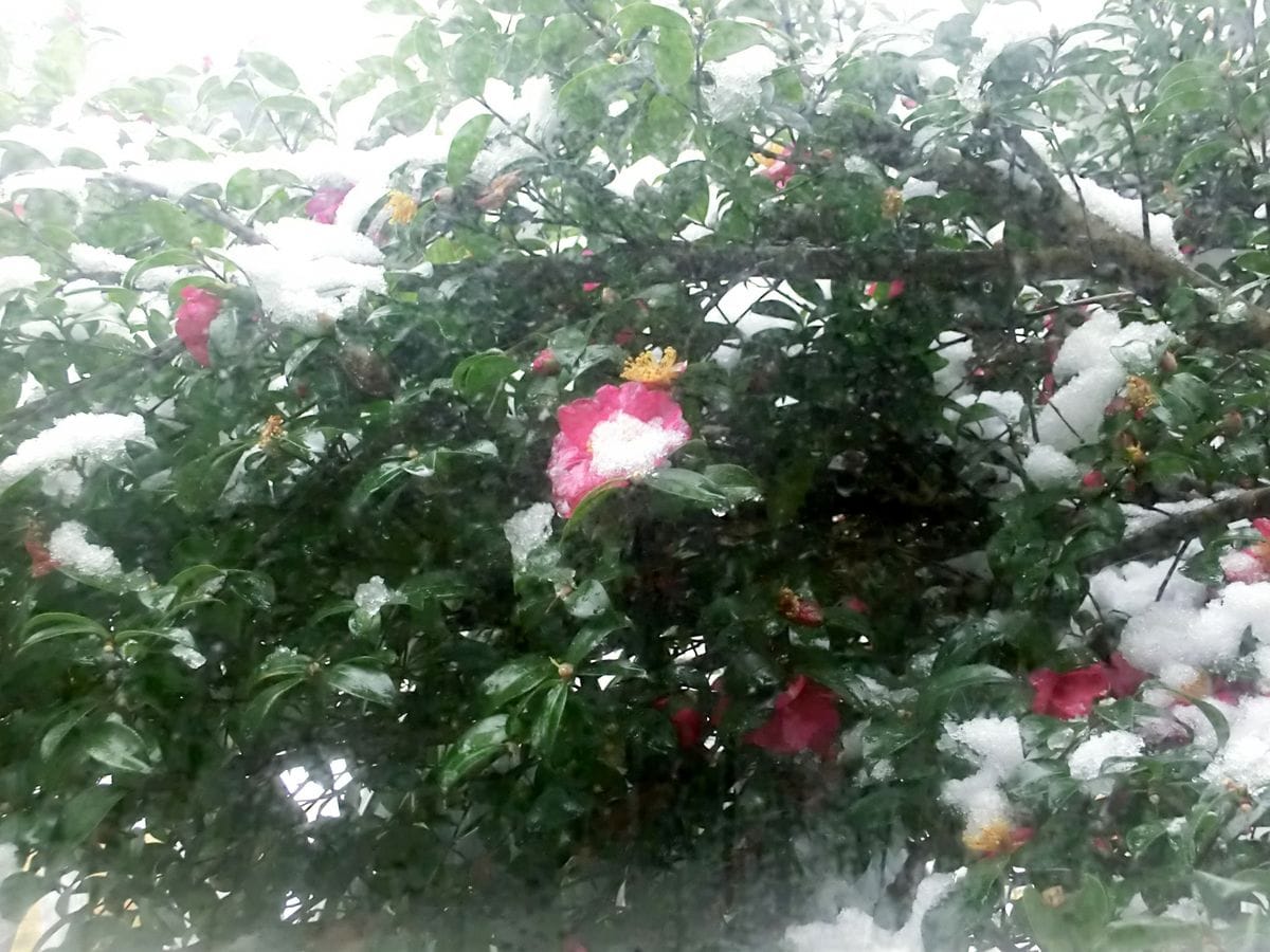 自室から見える山茶花    一昨日から朝は雪景色です。 牡丹雪が降ってます。