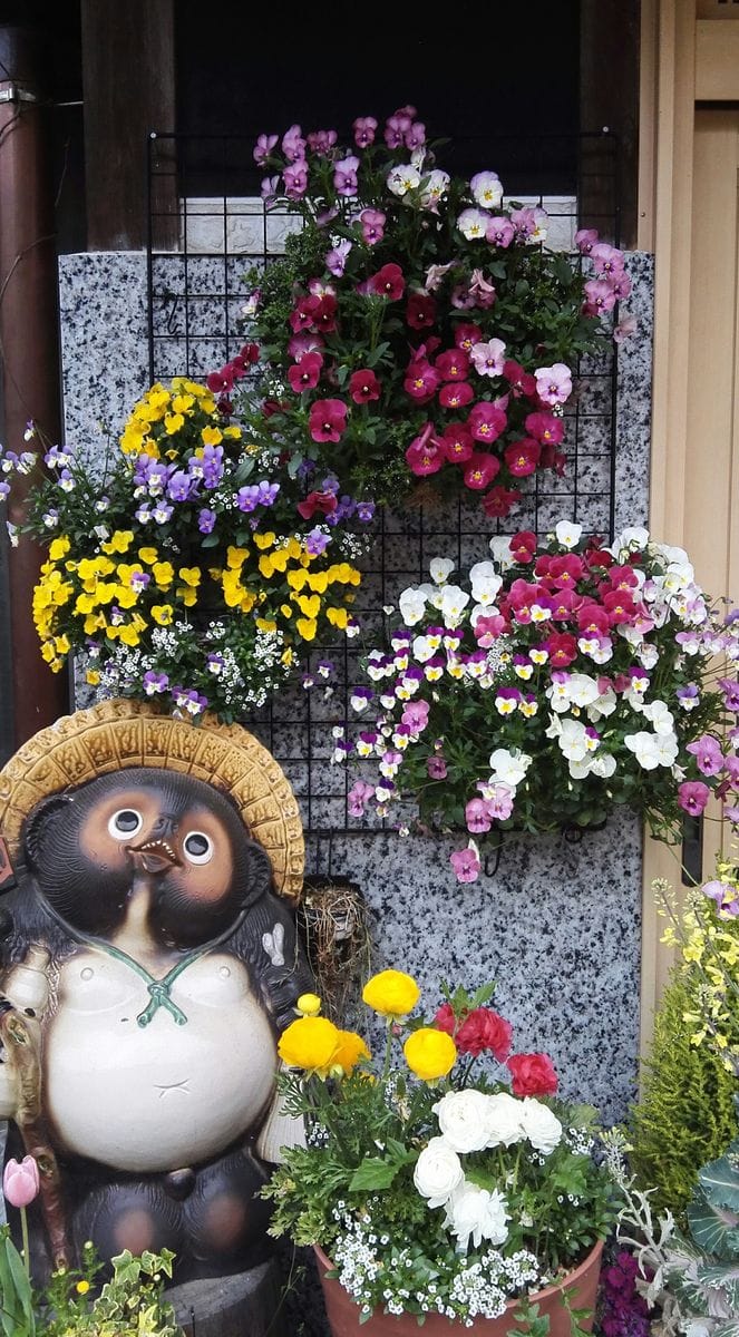 上の方には陽が当たらなくなり、徒長気味です。夏はインパチェンスのお気に入りの場所