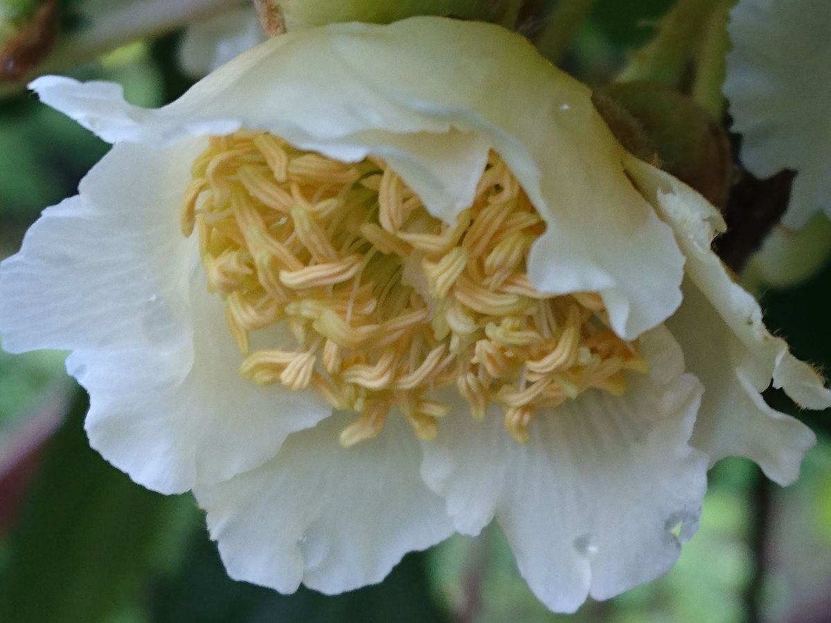 キウイフルーツ の 花  蕾も可愛かったですが 花も可愛いです❣️