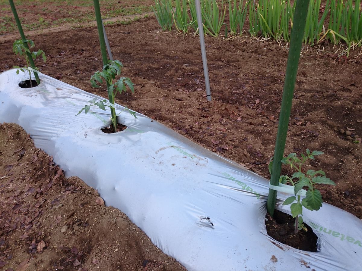 トマトの苗植えつけました。   夏野菜の植えつけ