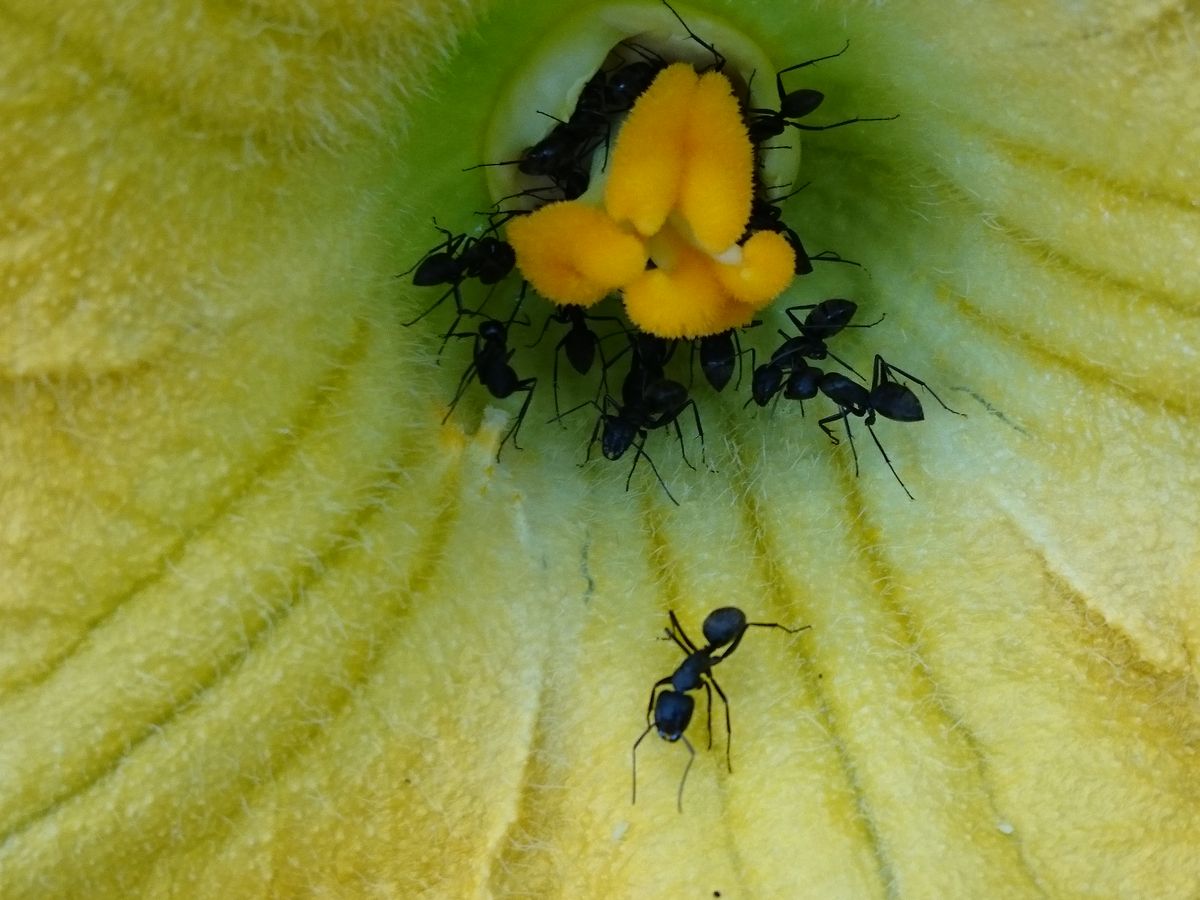 カボチャの花です。  凄いアリです👀