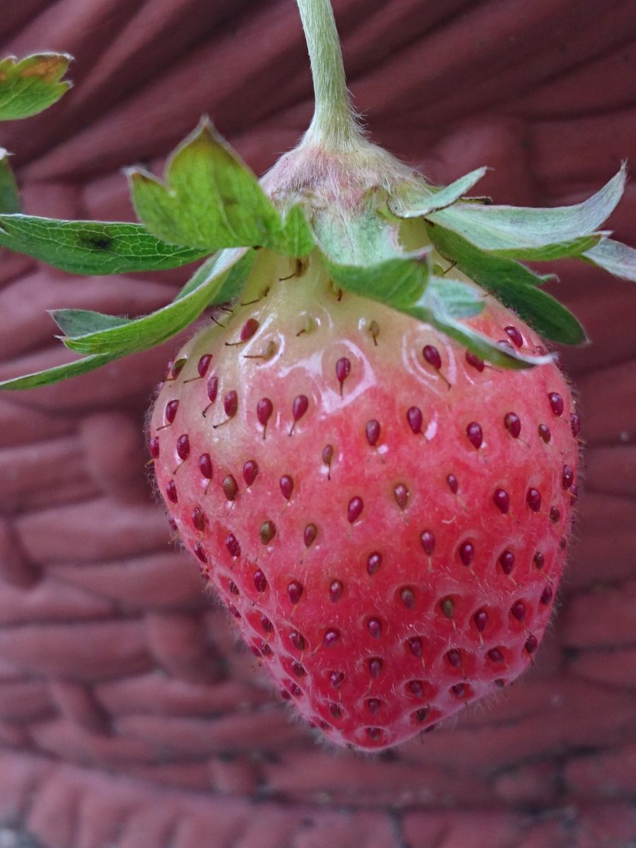 いちご(鉢植え)  赤くなって来ました😋😋