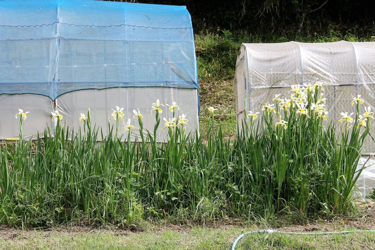 アヤメの写真 by kakip-ken 草に負けそうなこの花は、アヤメの白色と思いますが・・・