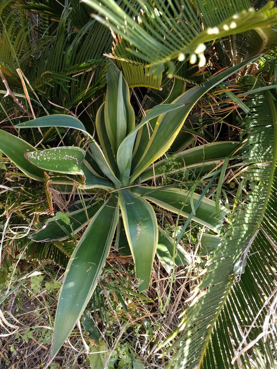 アガベ・デスメティアーナと思われる植物です。数年前に千葉県館山市の自宅栽培場に地