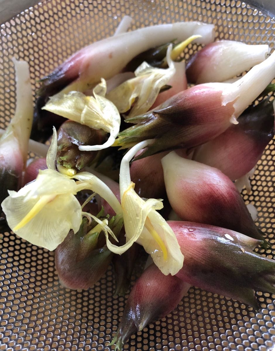 花も咲いて、ミョウガの収穫