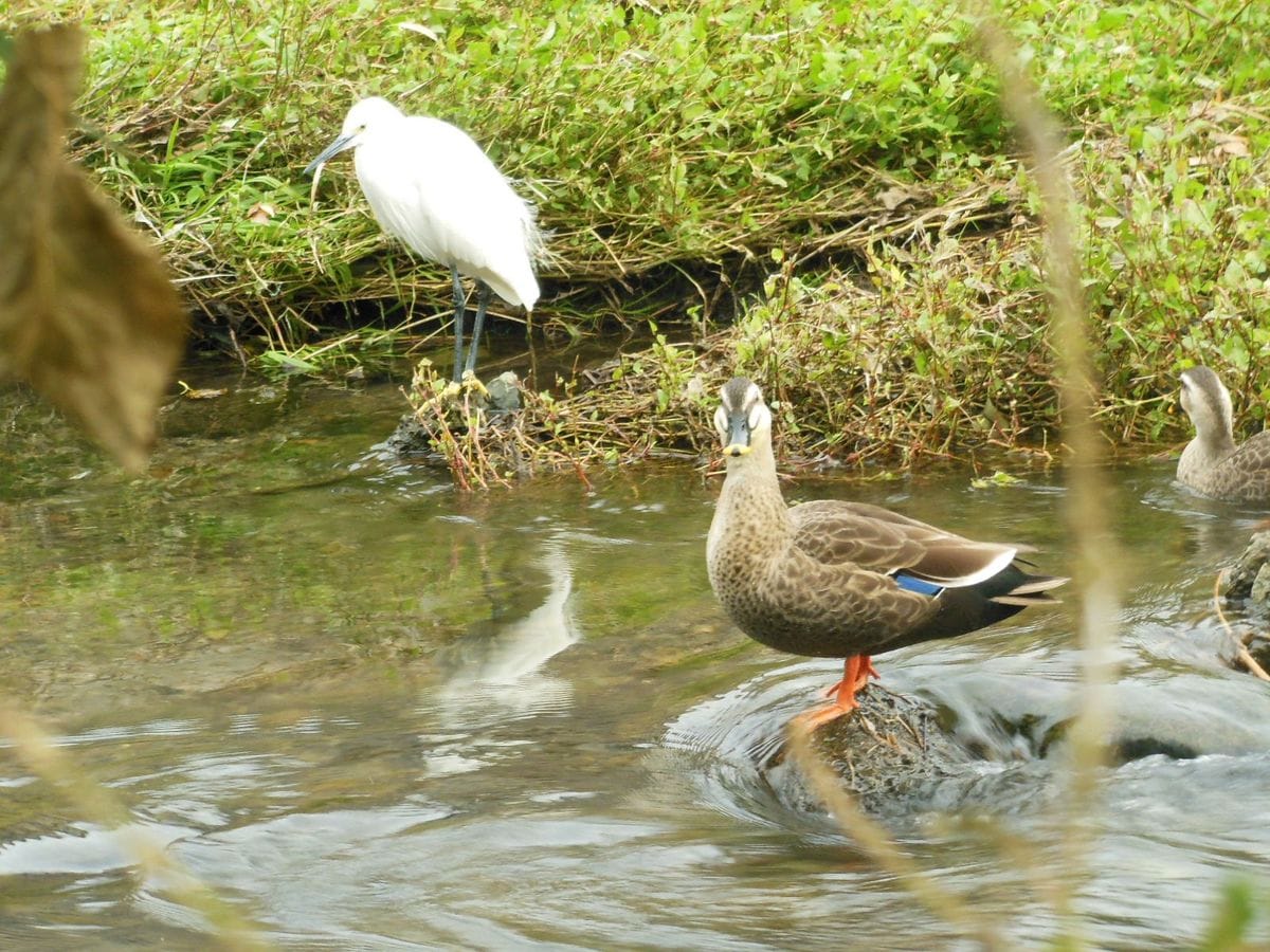  白鷺とカルガモ  暫くまえから、座って彼らにカメラを向けていました。どちらも すこ