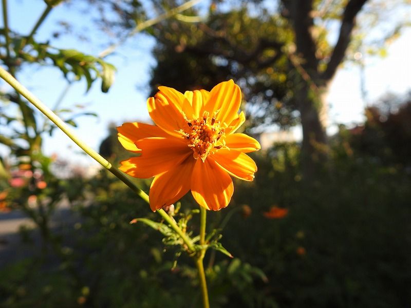 キバナコスモスの写真 by ミセス kesalak キバナコスモス  さんぽ道の小さな公園花壇