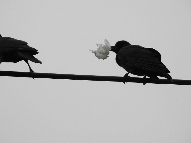 カラスは遊ぶんですね。  紙屑を咥えた右のカラス  左のカラスと 取りっこをして 遊ん