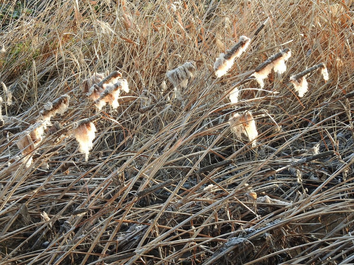 ガマの穂（野川） 茎はスダレにも利用されます。 ガマの穂の 綿毛が 見えます。  １つ