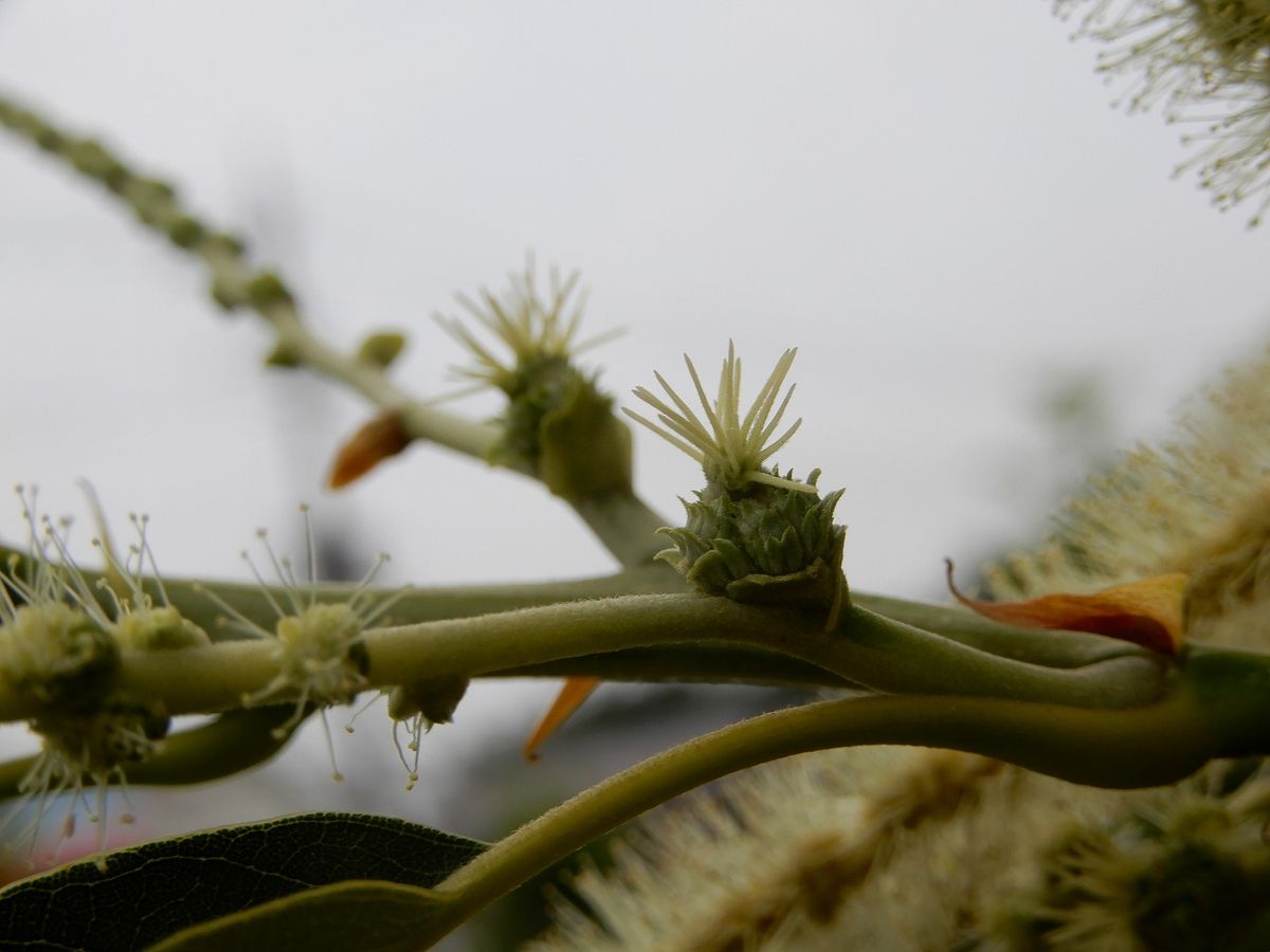 🌰 クリの雌花   連なって咲く 雄花と 単独で咲く雌花  雌花  いがいがの赤ちゃんが出