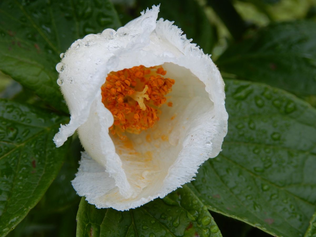 武蔵野の森公園に 咲く 夏ツバキ  とても上品な花です。 何本も植えられていました。 