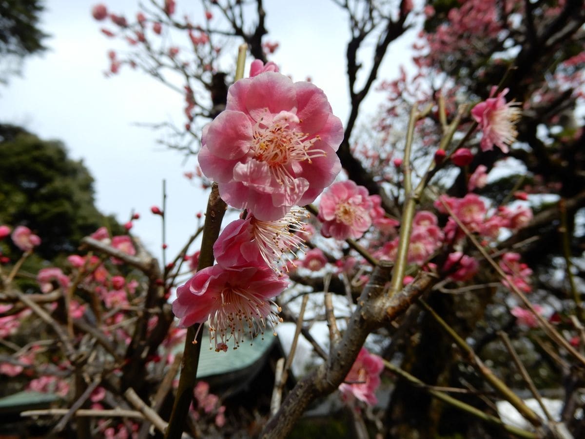 ウメ（花ウメ）の写真 by ミセス kesalak 布田天神 の 紅梅  境内には何本もの梅の木