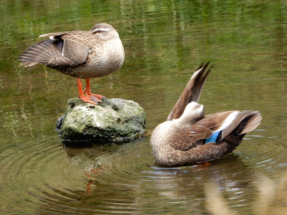 カルガモ の 水かき  昨日 野川でカルガモに出会いました・  水かきの大きいこと！！