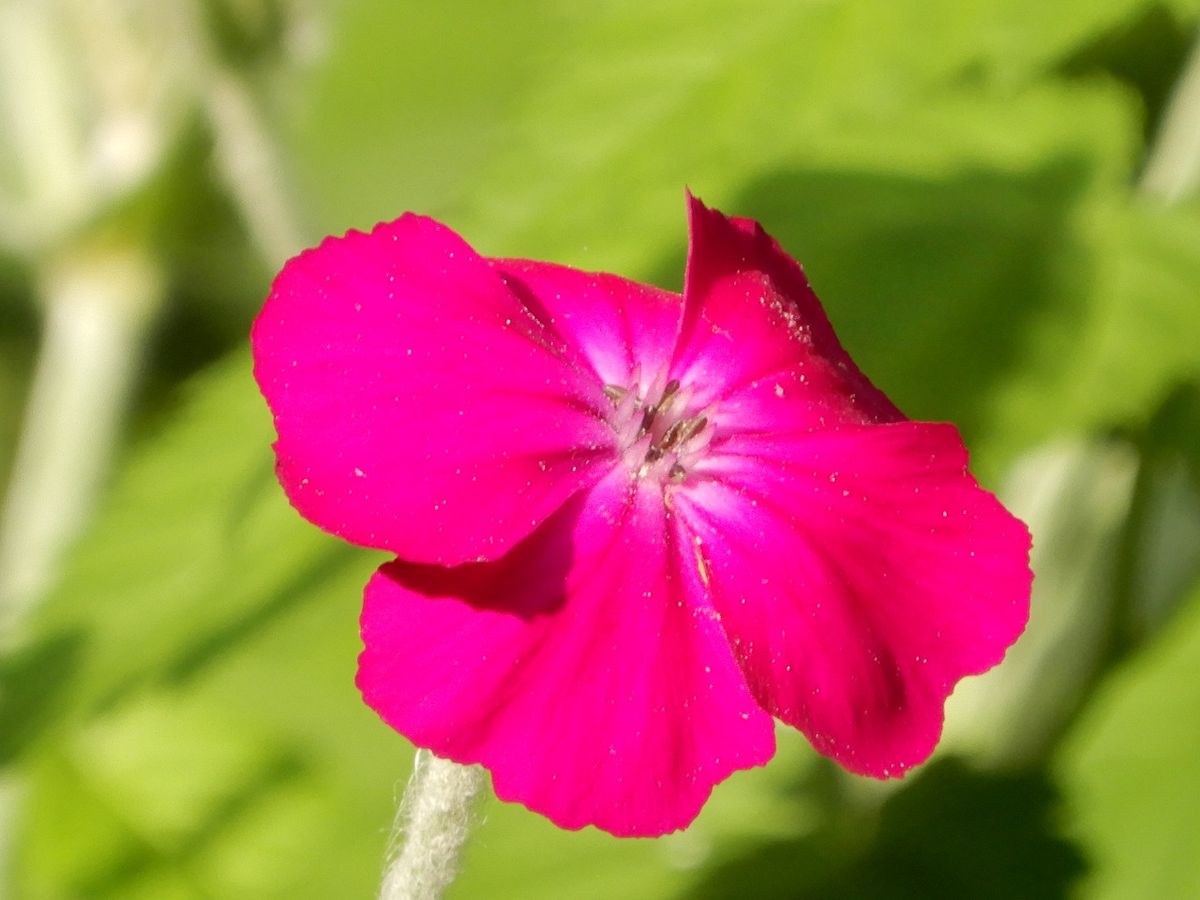 🌸 フランネル草 が 咲いています。  綿毛に覆われた葉っぱが可愛いです。  花の色も鮮