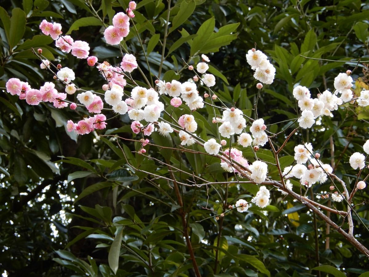 ウメ（花ウメ）の写真 by ミセス kesalak 咲き分け の 梅  布田天神の梅には 何本か  