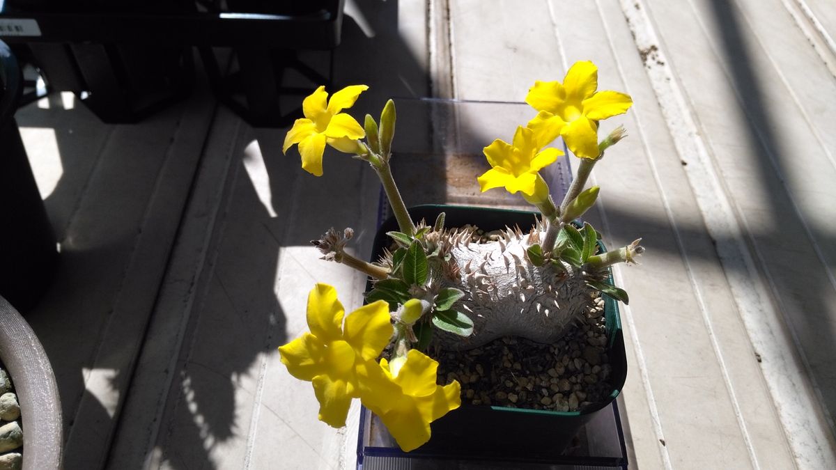 デンシカウレ、開花 散る花もあり、出てくる花芽もありで3月初めからずっと続いていま