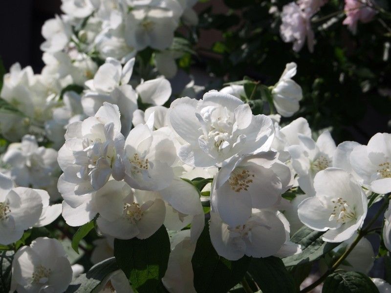 バイカウツギの写真 by rosekkberry 梅花ウツギ(5月) 真っ白なお花を毎年5月に咲かせ