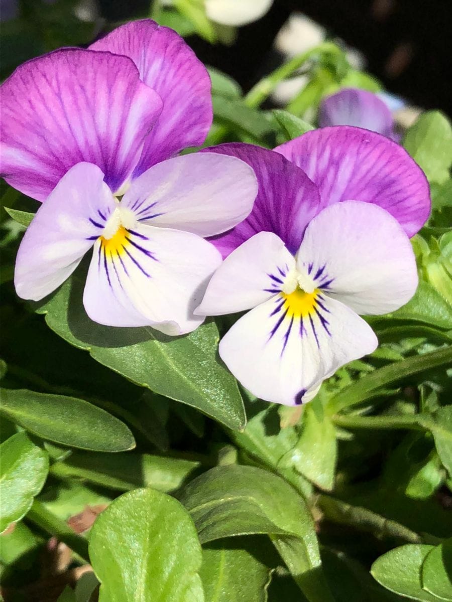 ビオラ 今年は早めに植え付けました🌸