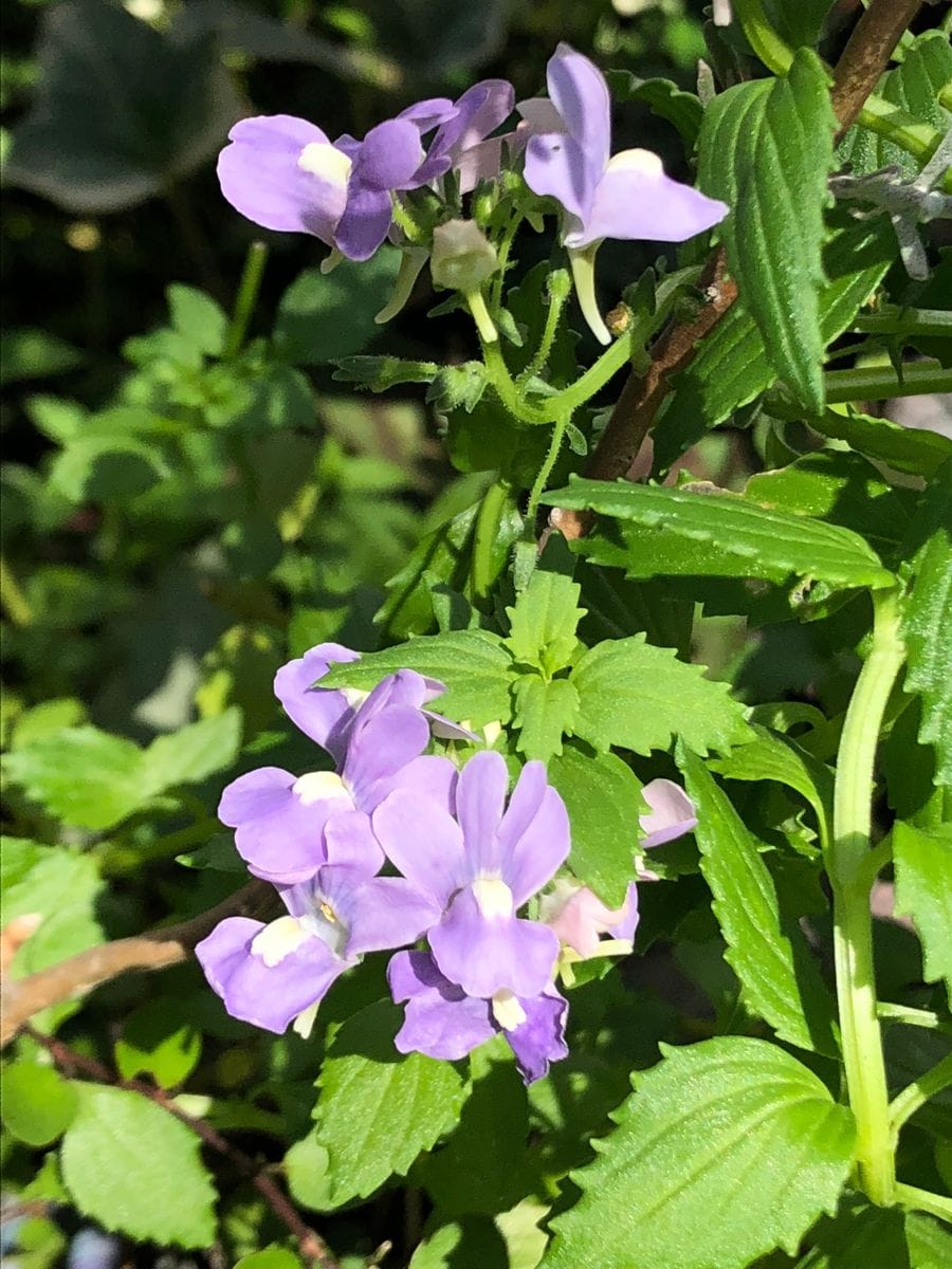 ネメシア いつの間ににか咲いてました😊