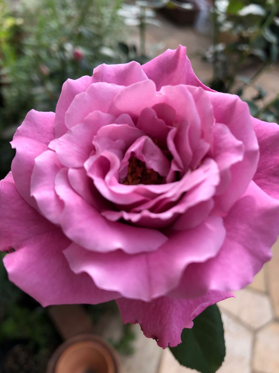 今朝の薔薇 エンジェルフェイス 蕾もたくさん控えてます！