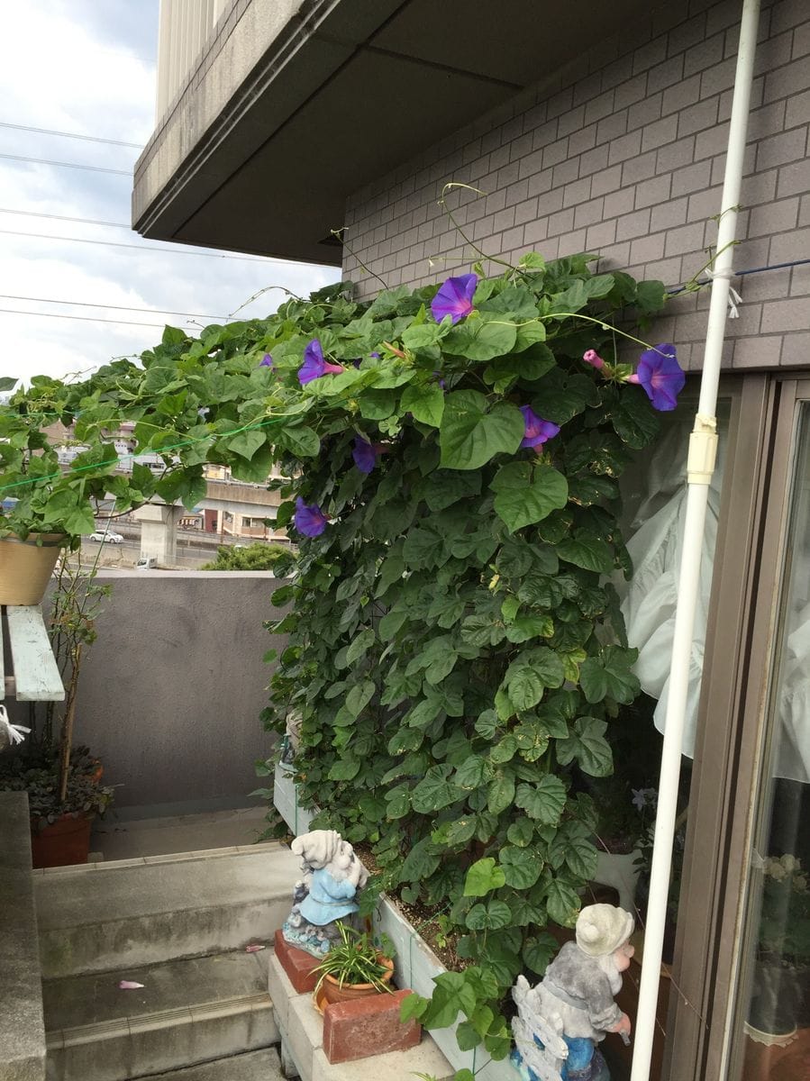 初めてオーシャンブルーを育てみましたが、繁殖力がすごくどんどん広がっていきます。