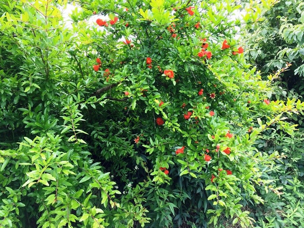 ザクロの写真 by agri-tabo ザクロの花は今年は多い、実をつけのが楽しみだ。 この木