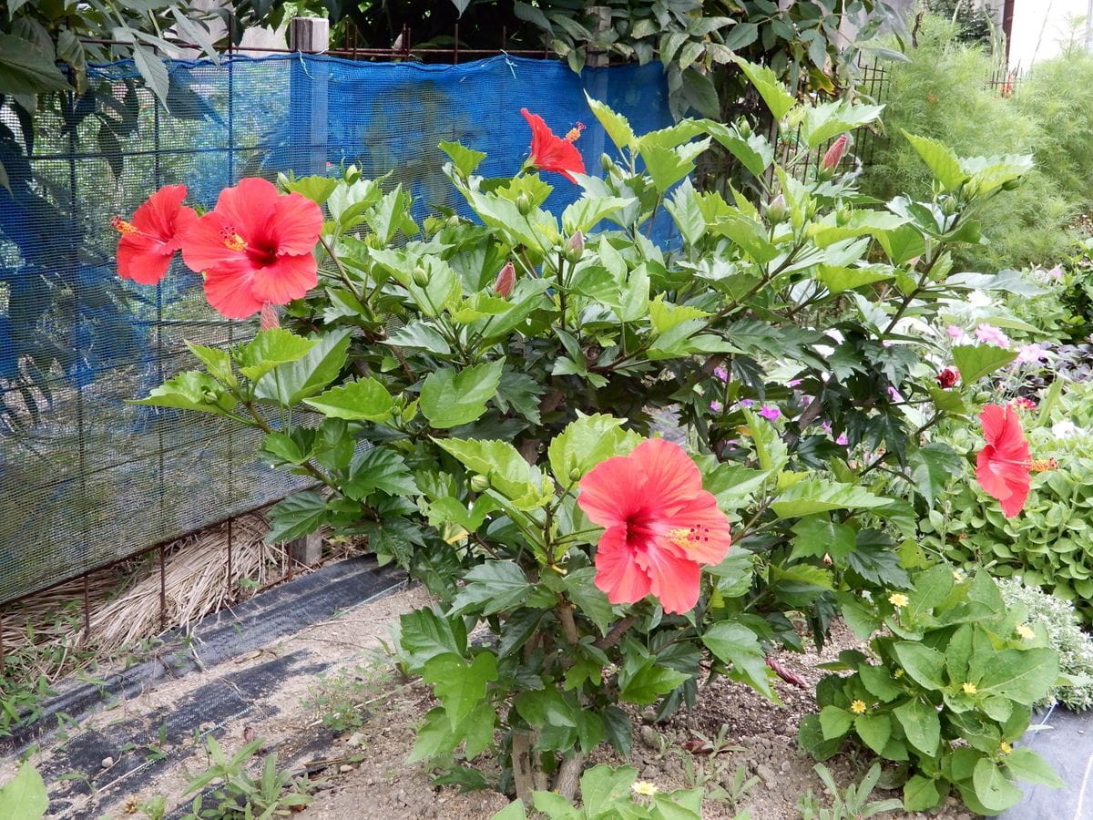 畑に地植えのハイビスカスが少しずつ花数が増えています。