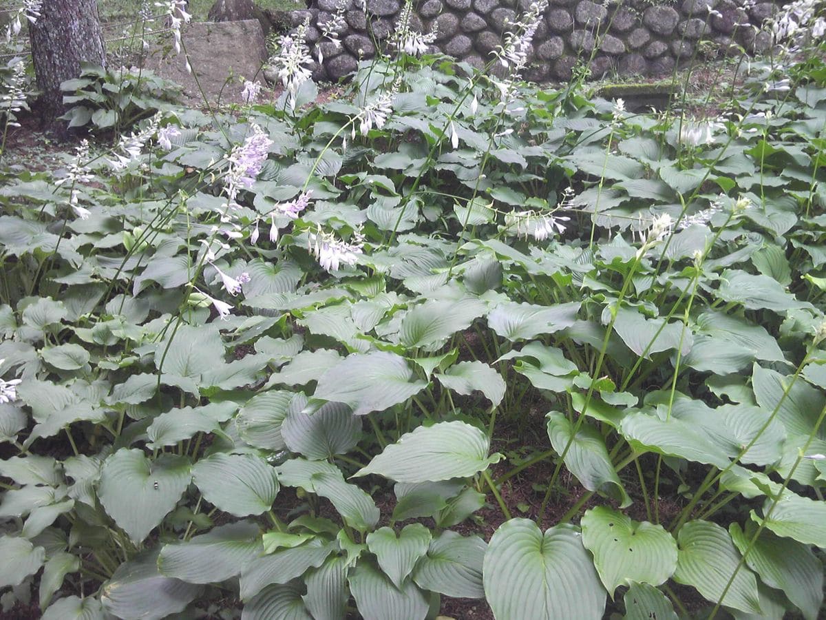 2016.7.10六甲高山植物園にて ギボウシの大群落。