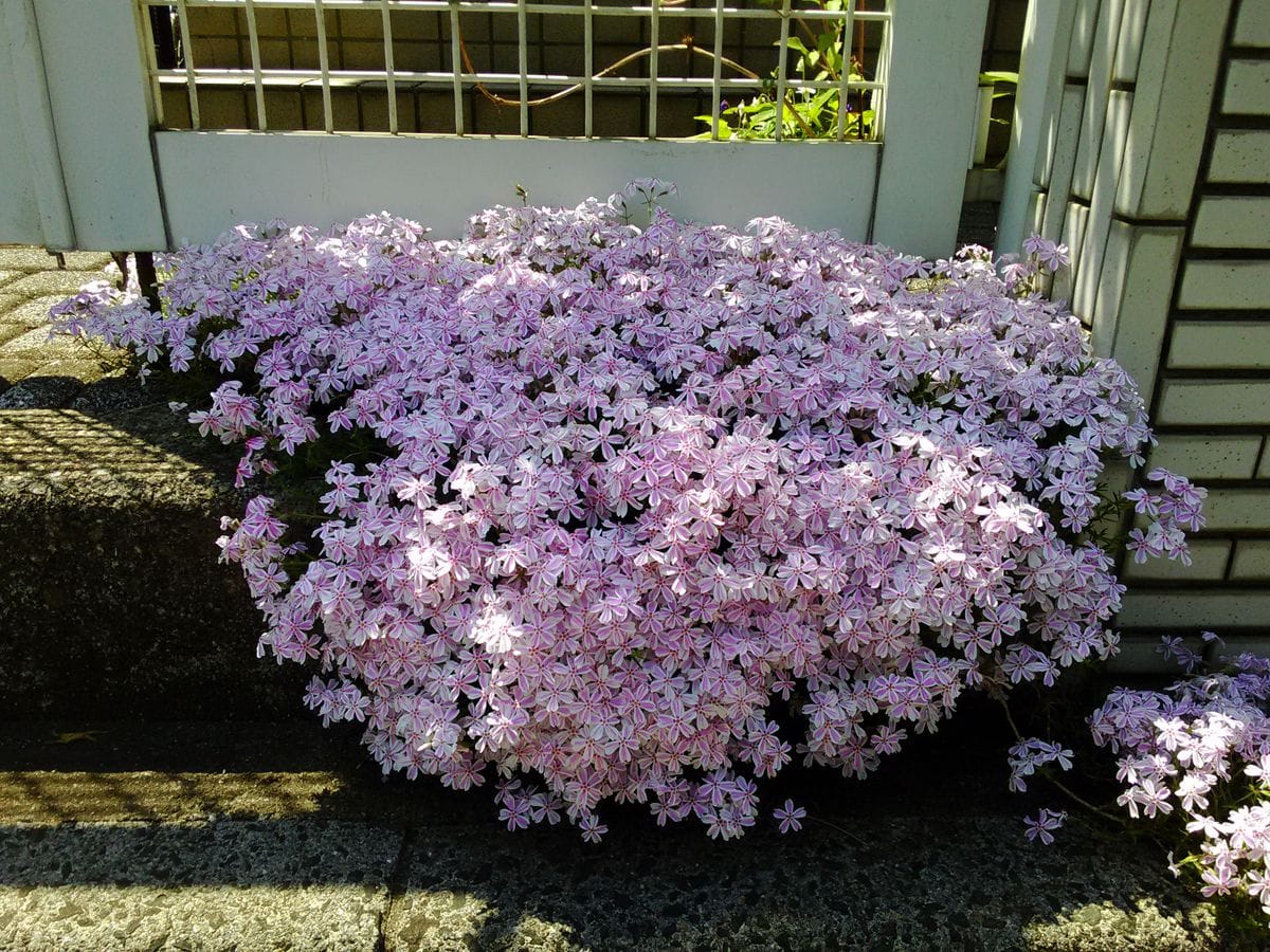 芝桜 多摩の流れ(2018.4.21撮影) 玄関前の芝桜が満開になりました。きれいなストライ