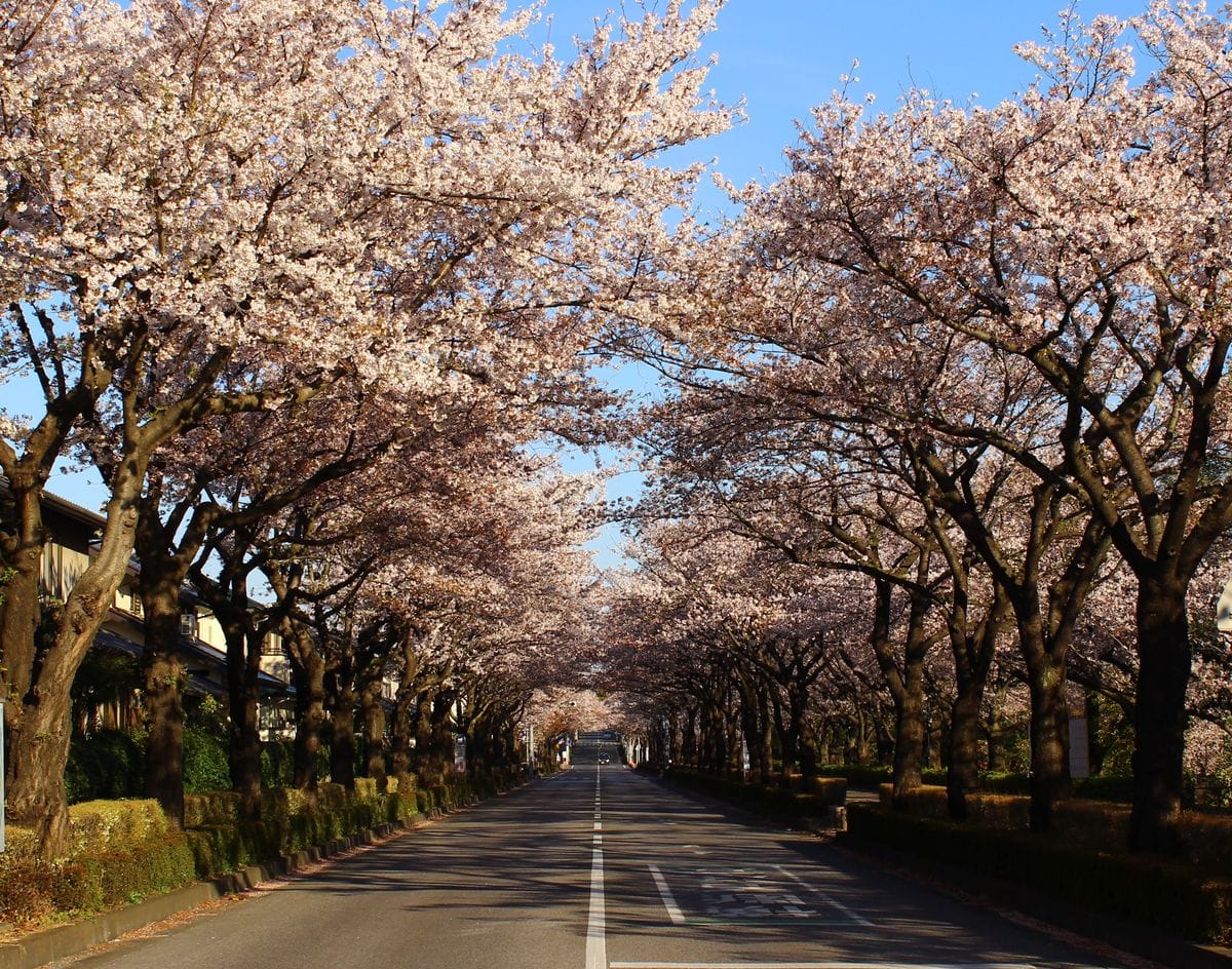 桜トンネル(2019.4.13撮影) 毎年、この時期には大渋滞する道路ですが、早朝はすっきり