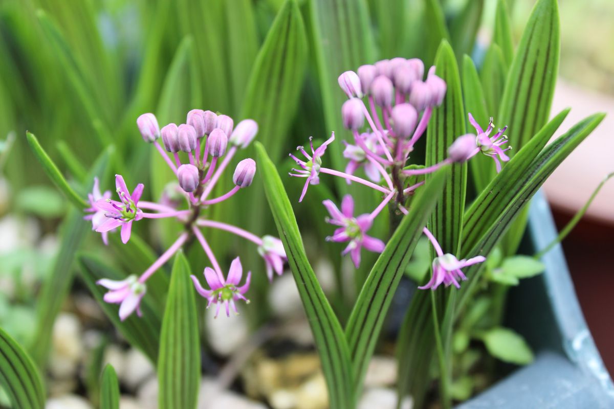 縞蔓穂(2019.05.06撮影) 甘い香りする花が咲いてきました。