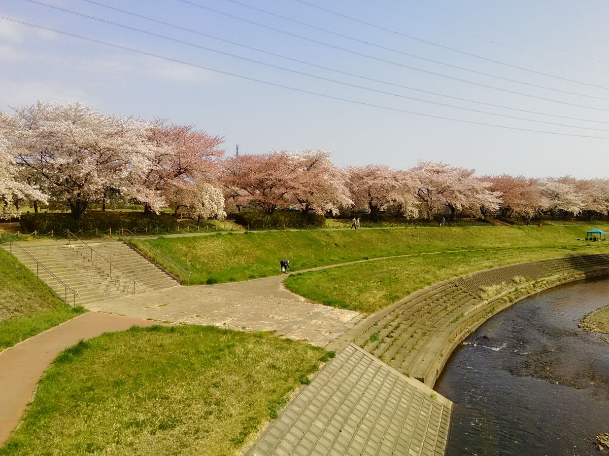 桜（2018.4.1撮影） 川の畔も沢山の桜！