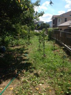 果樹の繁華街です。いろいろ植えています。 中ほどに２ｍの姫りんごがあります。（姫