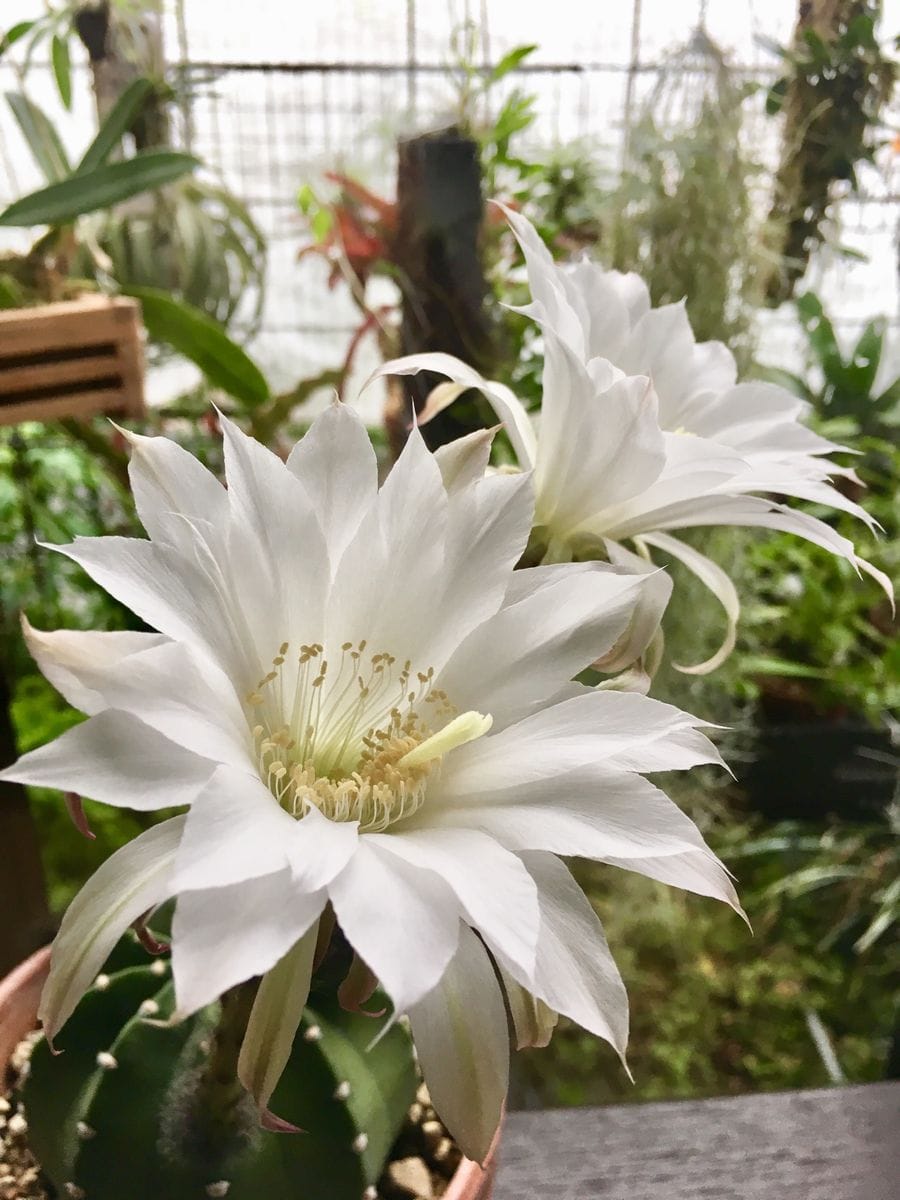 エキノプシス属 大豪丸  今期 3つめと4つめの花は 同時に咲きました😆 深夜に開くとこ