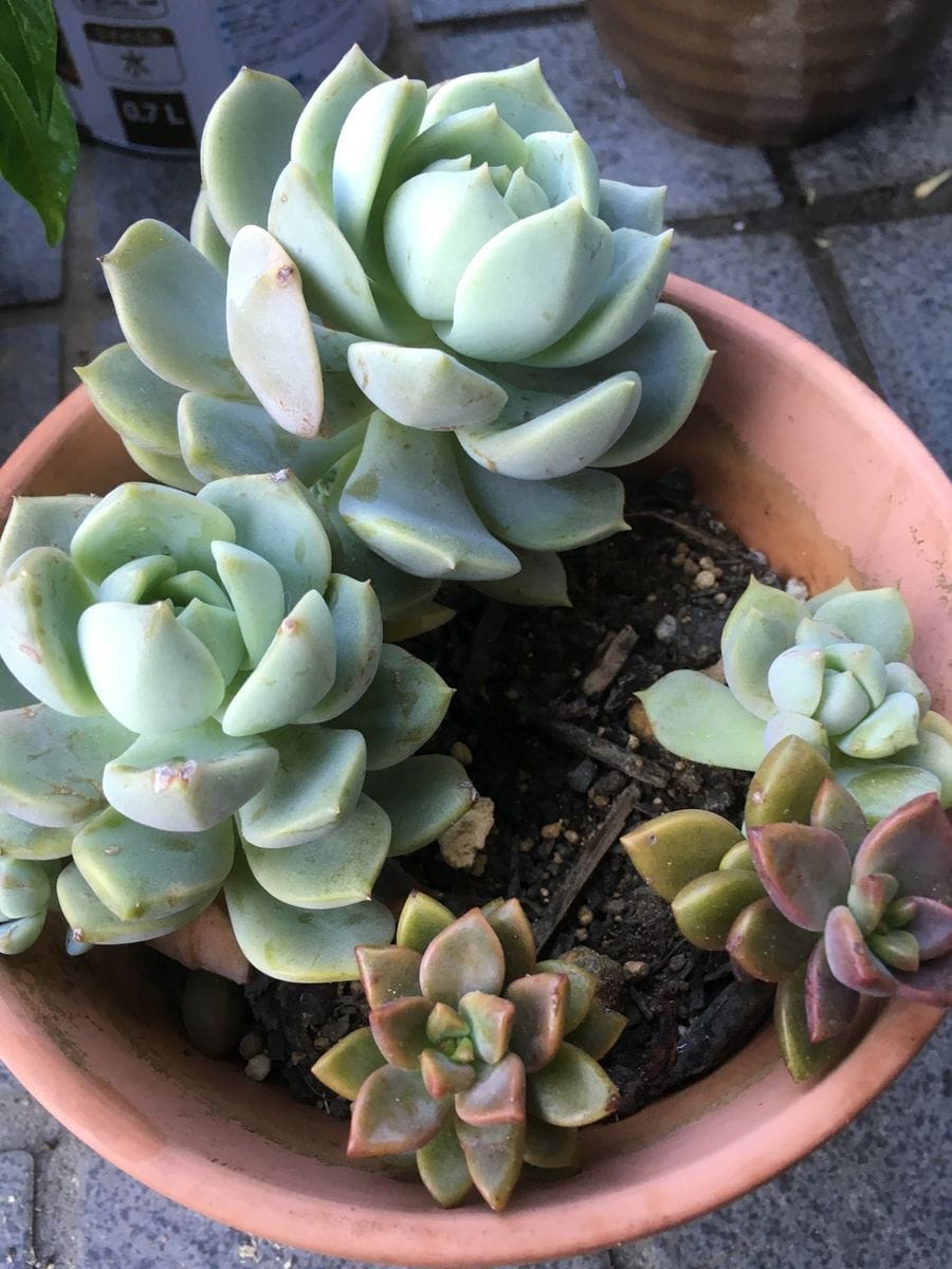 多肉植物 去年からずっと外に出しっぱなしだったので冬の寒さと雪で枯れちゃいました