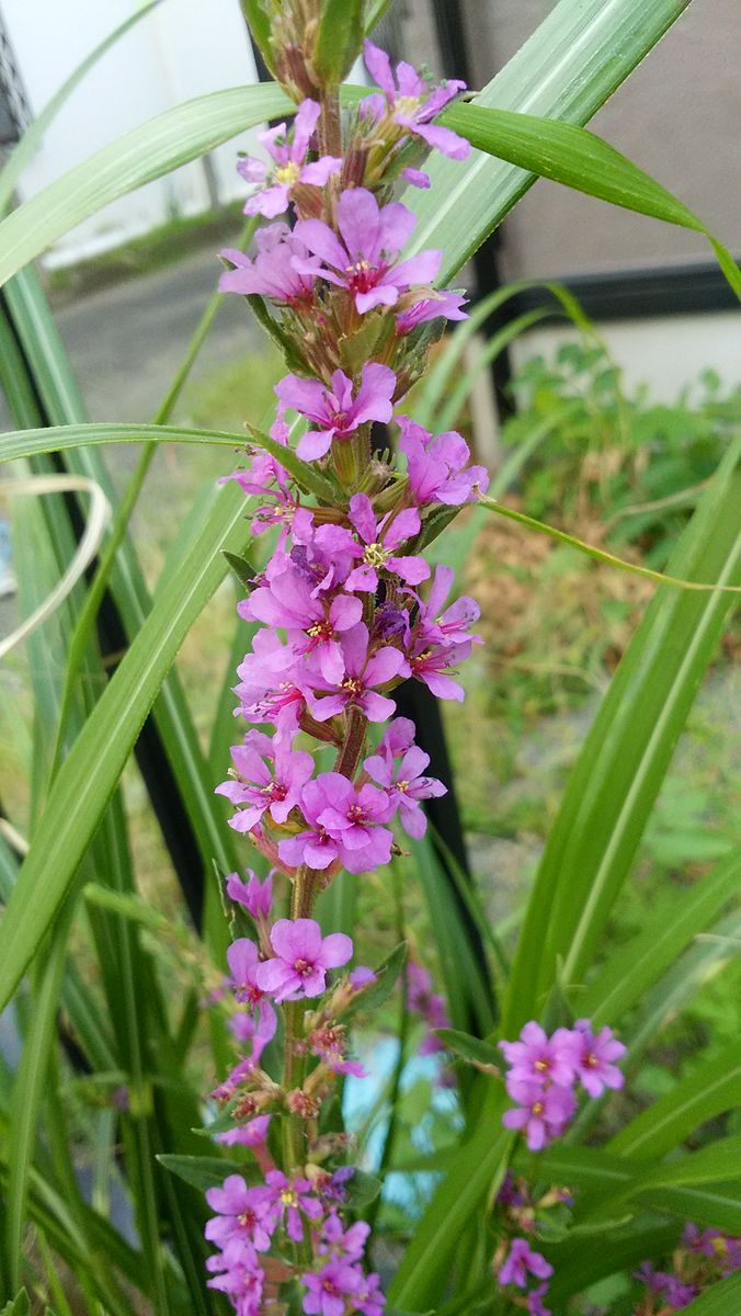 2018.8.19 ミソハギ。お盆に咲くので盆花とも。(o~~o)