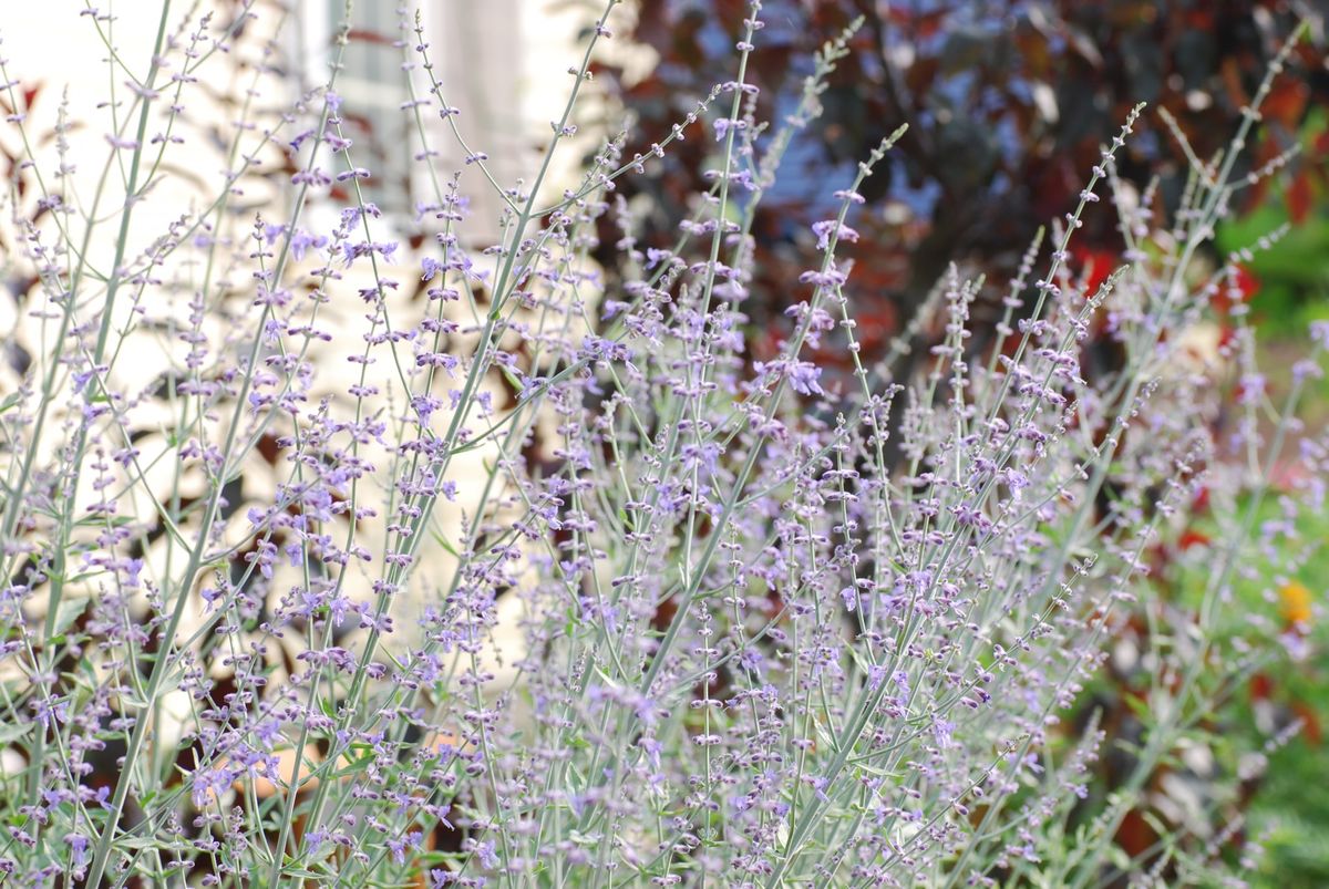 ロシアンセージの写真 by 雪丸  穂先に、青紫の小花つけたように見える「ロシアンセー