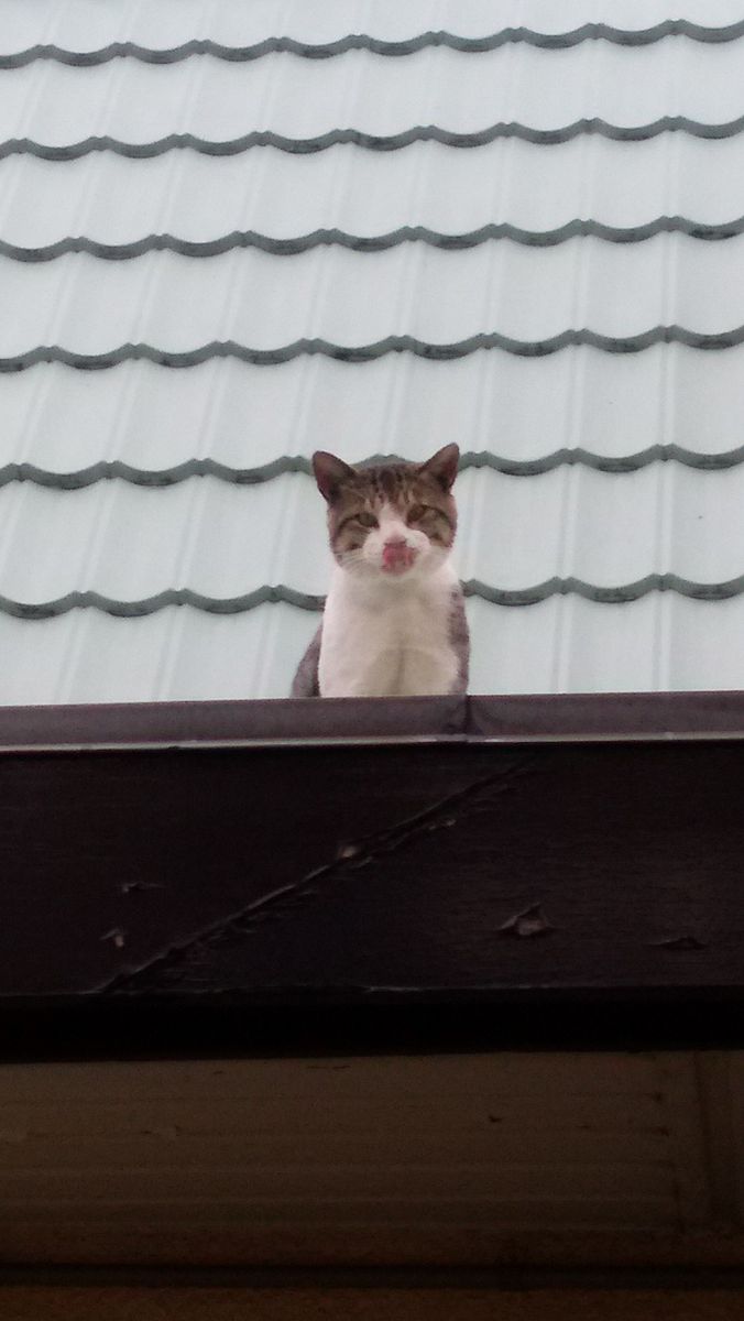 2017.8.16 空猫。地域猫大ちゃん。隣家の屋根の上で。(=^^=)いい景色なのニャ。