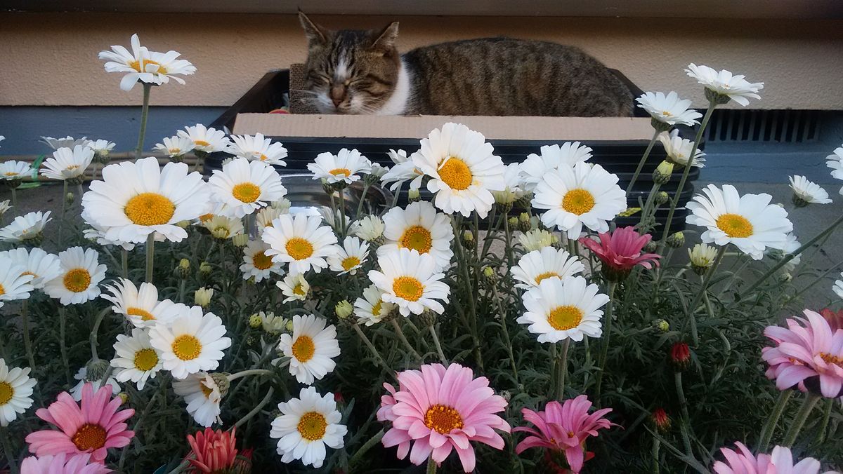 2019.4.14 花と猫。(=^^=)ニャン。