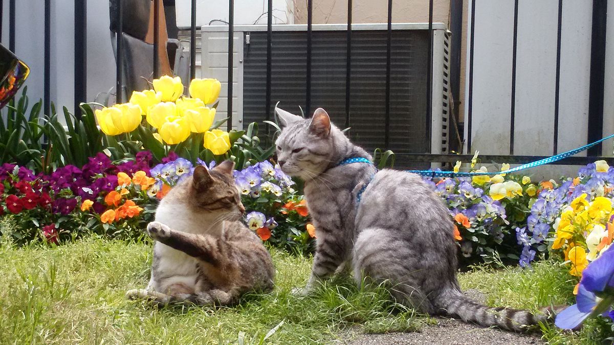 2017.4.27 養生コーナー 地域猫吉ちゃんとマル。(=^^=)(=~~=)