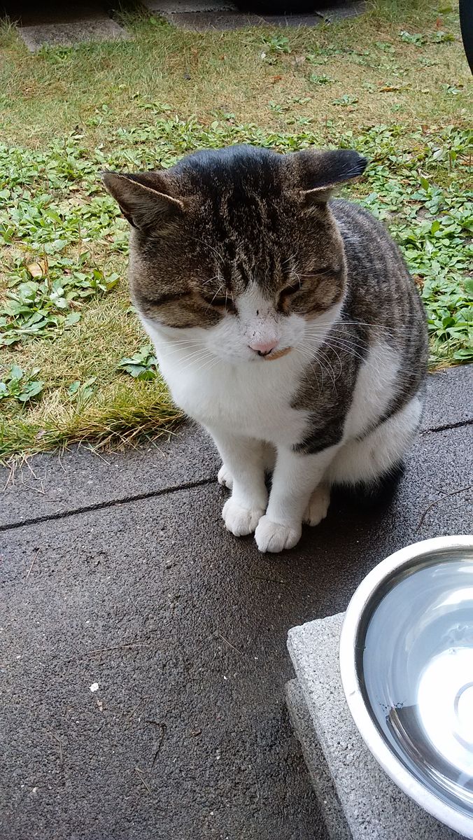 2019.11.26 地域猫大ちゃん。さっきから待ってるんですけど。🍚by大。(;^^;)いつも同じ