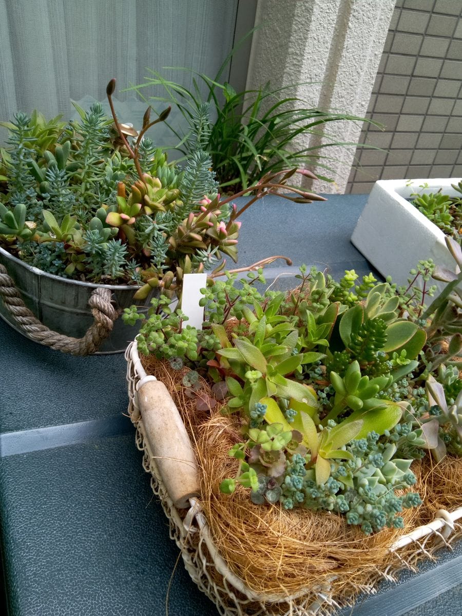 寄せ植え