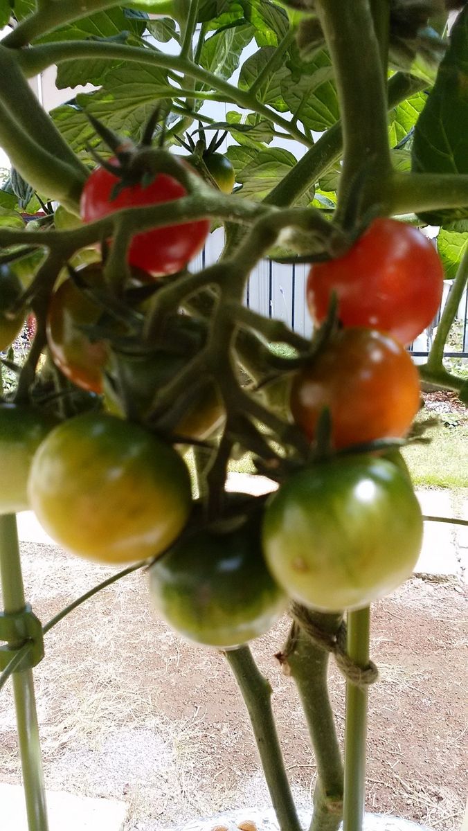 2016.5.12 色づいてきたミニトマトの実。