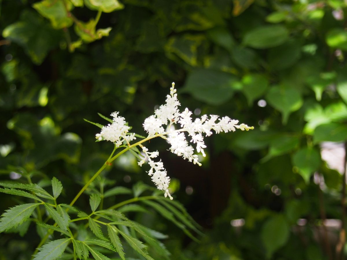 2018/5/19 たしか四万十ショウマ 庭植えして数年ほったらかしで咲かなかったので忘れ